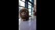 La vidéo la plus adorable de la journée... Chats déguisés