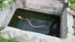 Des villageois tentent de sauver ce cobra sur le point de se noyer... Risqué