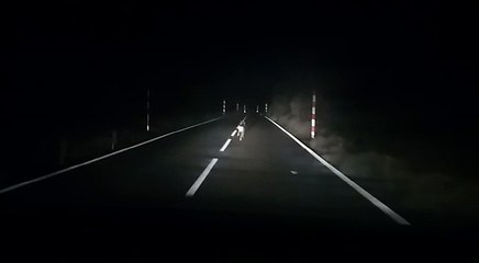 Aterrorizado y con una pata rota: un podenco vaga por la carretera de La Cañadas del Teide