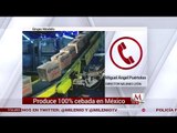 Grupo Modelo produce 100% cebada en México