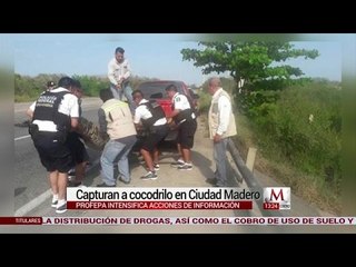 PROFEPA captura cocodrilo en Ciudad Madero