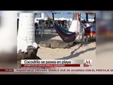 Cocodrilo se pasea en playa de Ixtapa Zihuatanejo