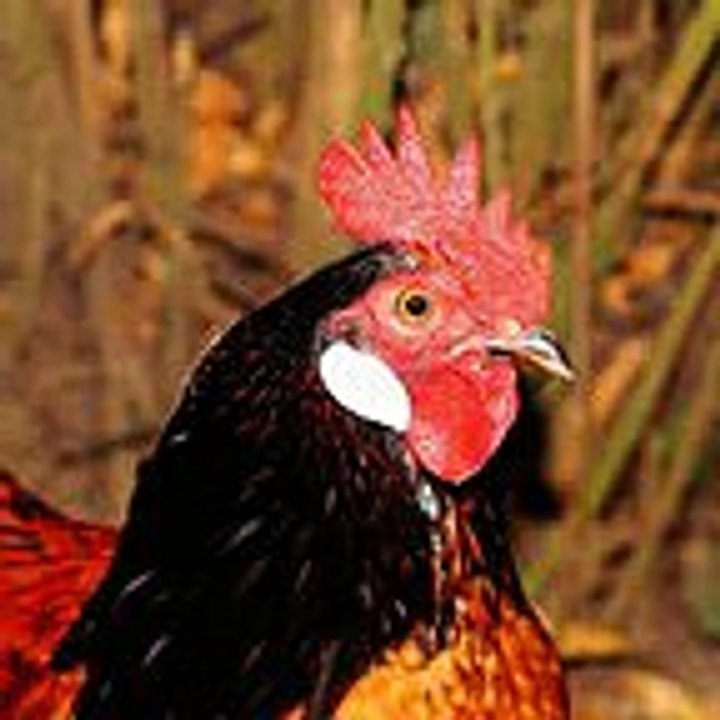 chicken