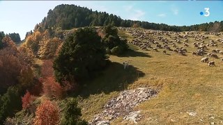 Un loup mis à mort par des patous sur les hauts-plateaux du Vercors (Drôme)