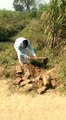 Indian farmer working the field gently