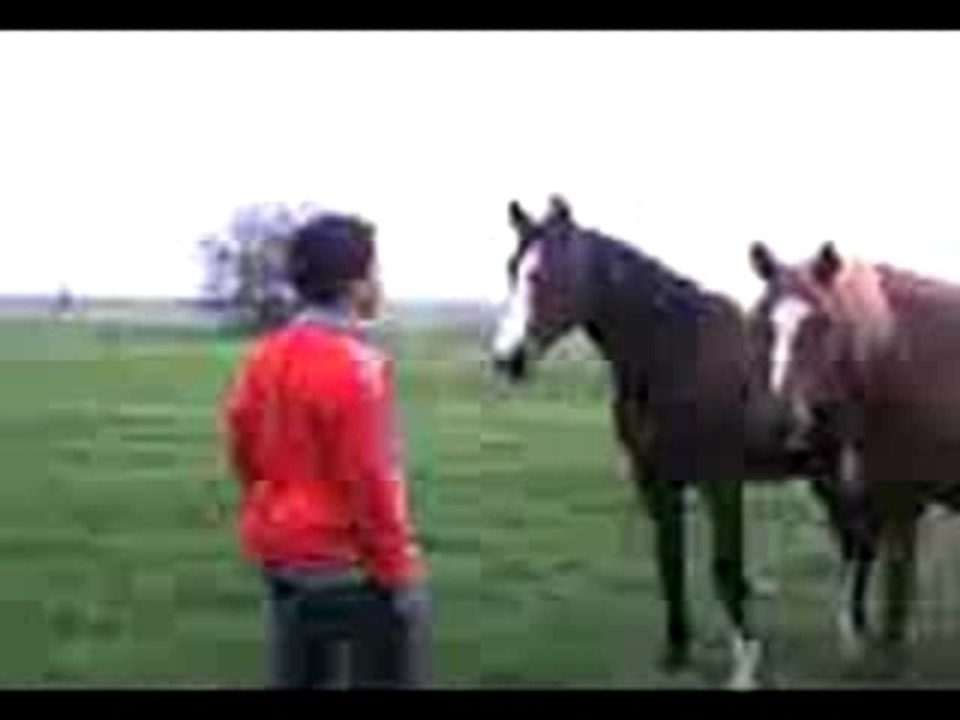 Break chevaux normandie éclate peur