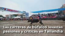 Las carreras de búfalos levantan pasiones y críticas en Tailandia