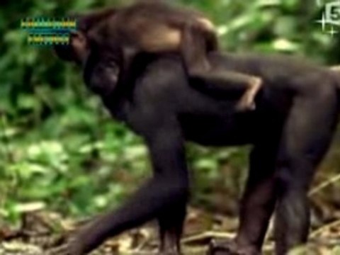 VOYAGE AU CENTRE DE LA VIE : LES MAMMIFERES 4/5