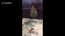 Tiny kitten and horse share a sweet bonding moment