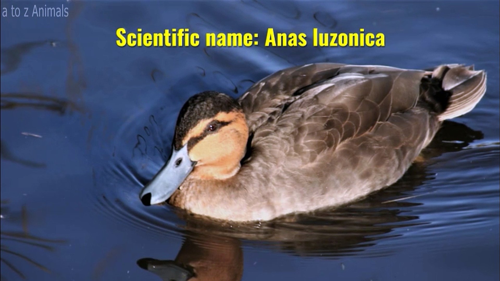 Philippine Duck