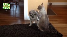 CAT Meets PUPPIES for FIRST TIME (HD) [Epic Laughs]