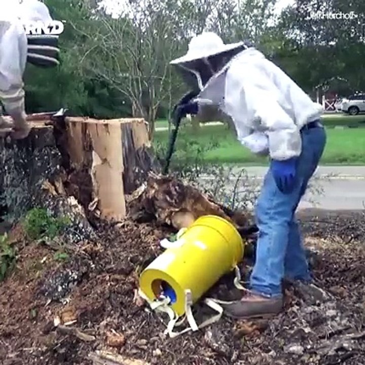 This bee hive is underground!! Credit:  goo.gl/g5FJA7