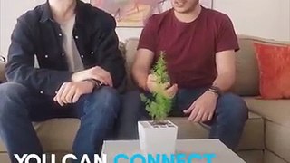 You can connect to the internet by going near this plant 