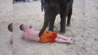 FUNNY Elephants So CUTE!(HD) [Epic  Laughs]
