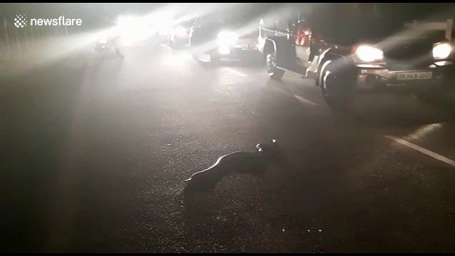 Snake rescuer halts traffic to help cobra cross busy road in India