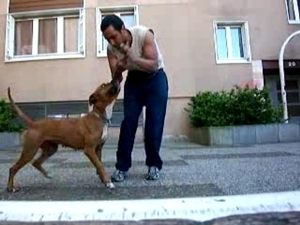 Nala jump (i am not pitbull)