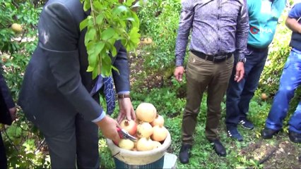 Tescilli nar hasadı başladı