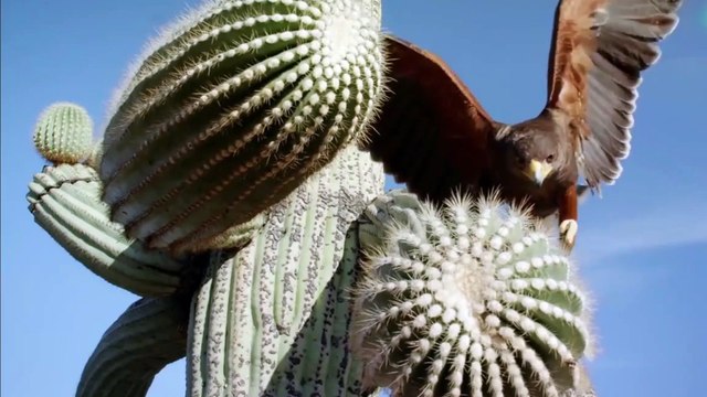 Unbelievable Big Battle Fights Snake Vs Eagle Real Fight cobra back attack brown eagles