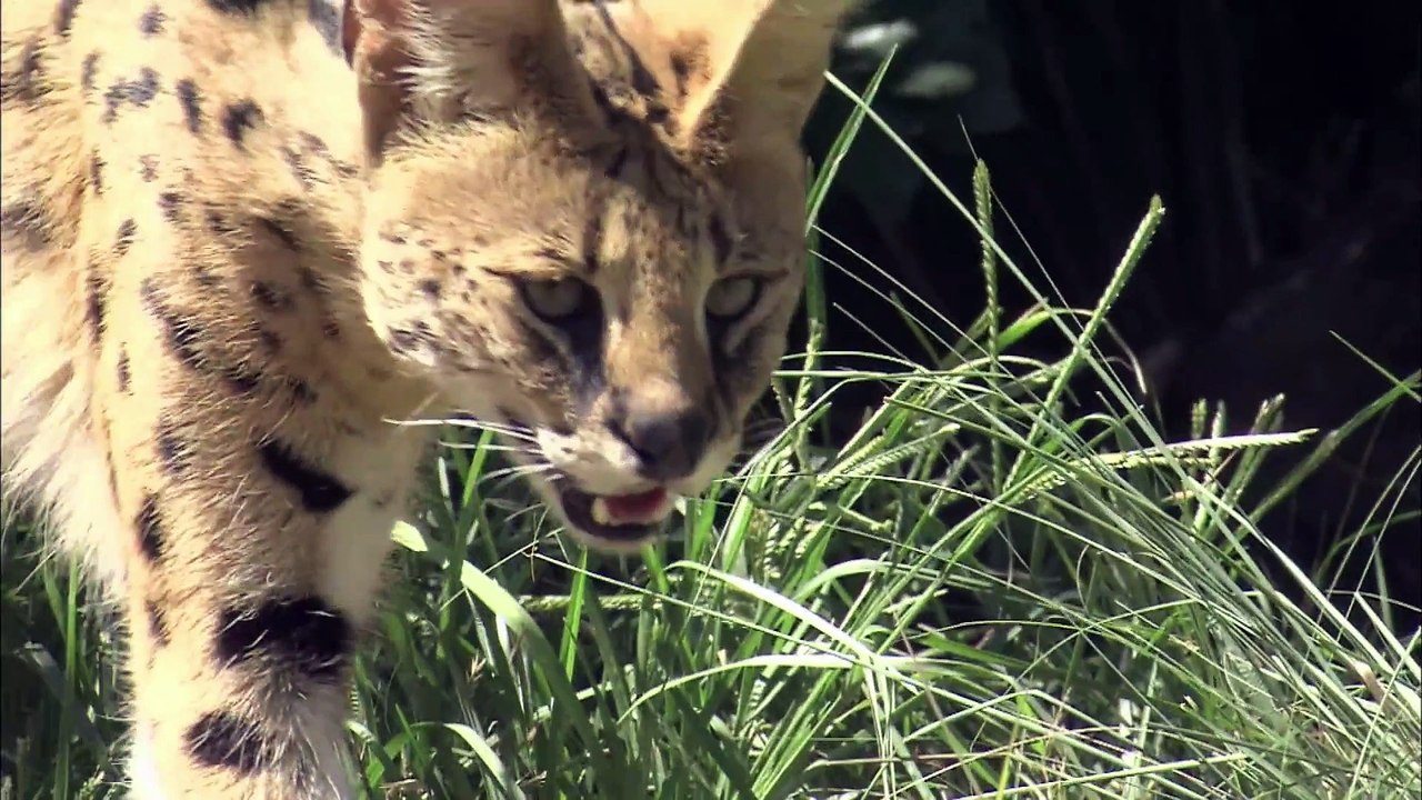 African serval Cat Attack King Cobra snake video Dailymotion
