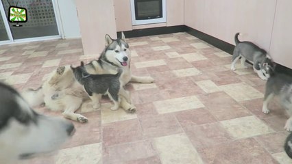 Puppies Playing With Parents [Epic Laughs]