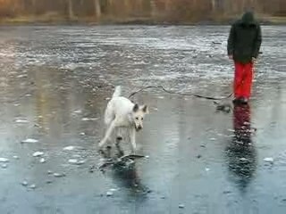 Holliday in ice by Bibi