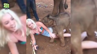 Funny Elephants ★ FUNNY ELEPHANT VIDEOS [Epic Laughs]