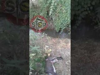 Stop - Mirë gomari që na ngordhi, po ç'faj ka lumi !