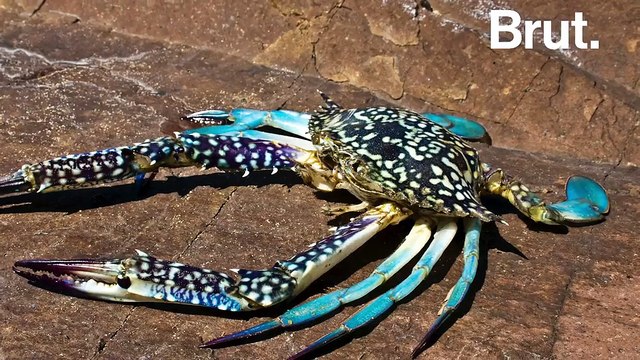 Surnommés Daesh , ces crabes bleus étaient une malédiction pour les pêcheurs