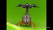 Cet insecte est magnifique : cicadelle Bocydium