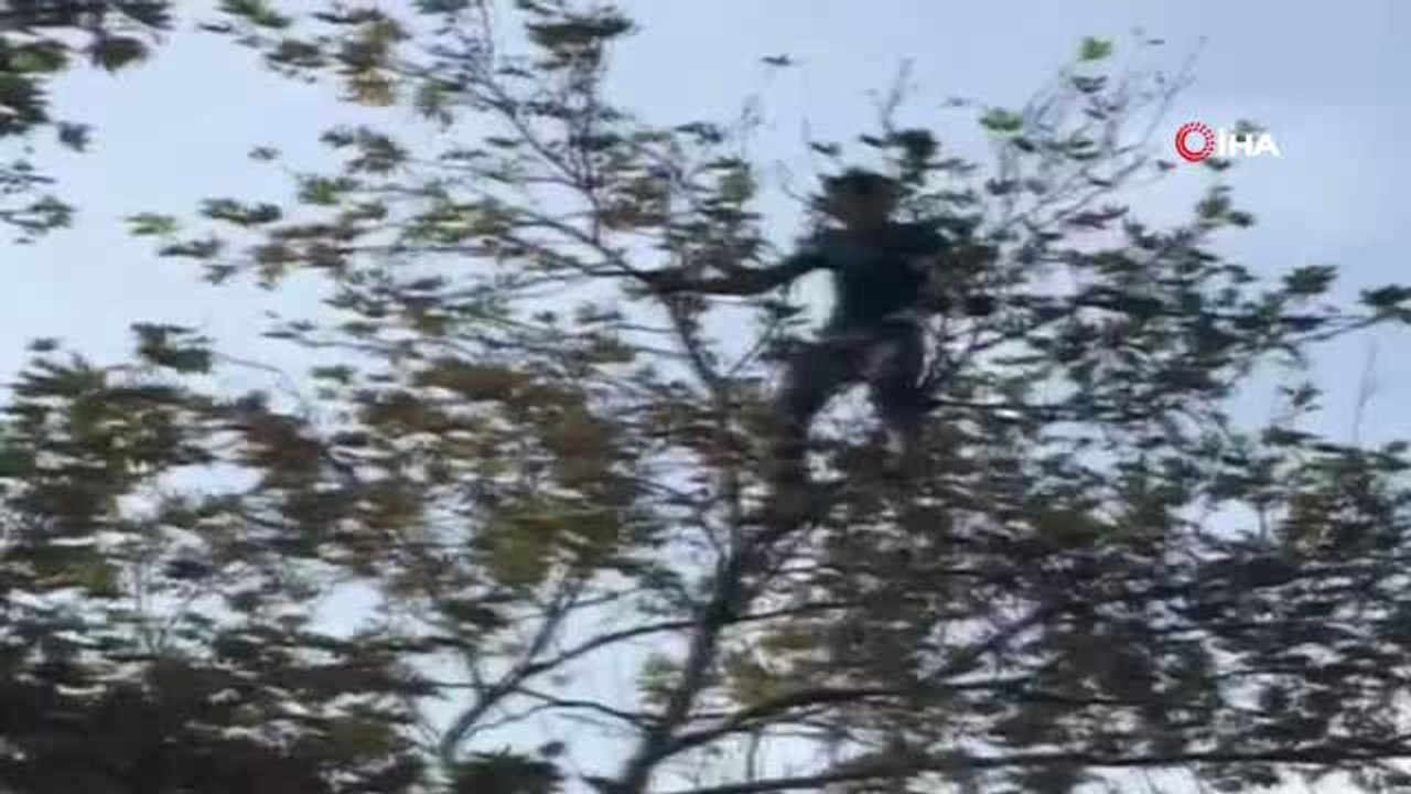 İntihar Etmek İçin Sultanahmet Camii'ndeki Ağaca Çıktı, Dal Kırılınca Böyle Düştü