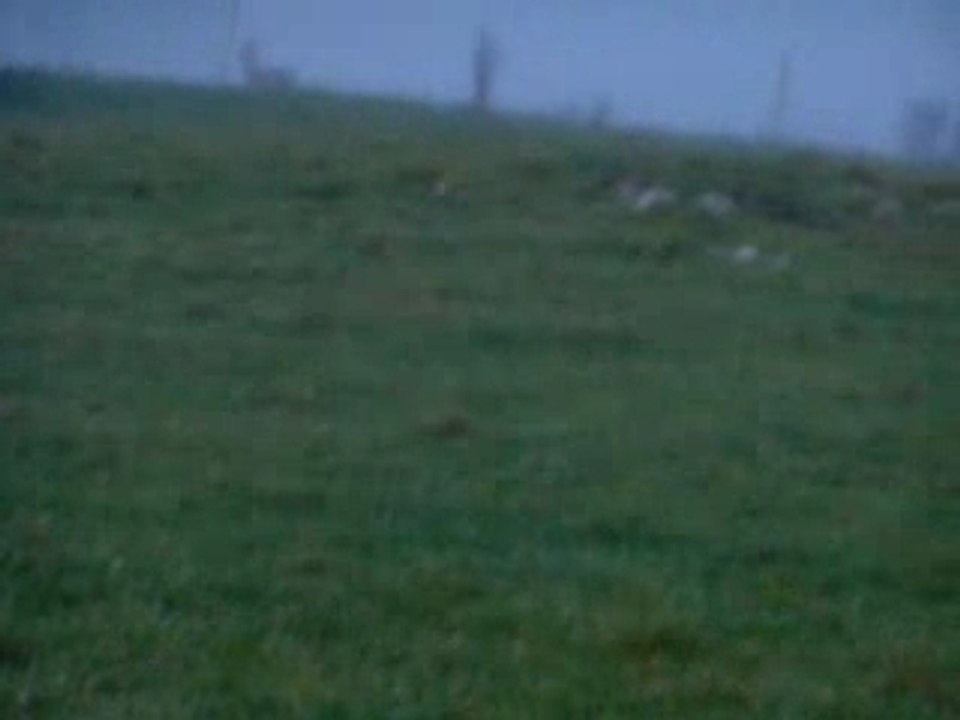 cerf brume gaec changarnier