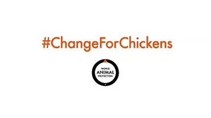 Have a look at this thought provoking video from my friends at World Animal Protection Chickens are sociable, inquisitive and adventurous, with distinct persona