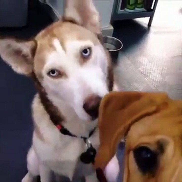 These dogs are soooo funny!
