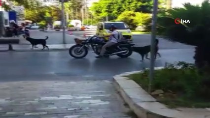 Download Video: Ekmek almaya giderken köpeklerin saldırısına uğrayan 80 yaşındaki yaşlı adam yaralandı