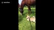 Tenacious pug attempts to battle a horse