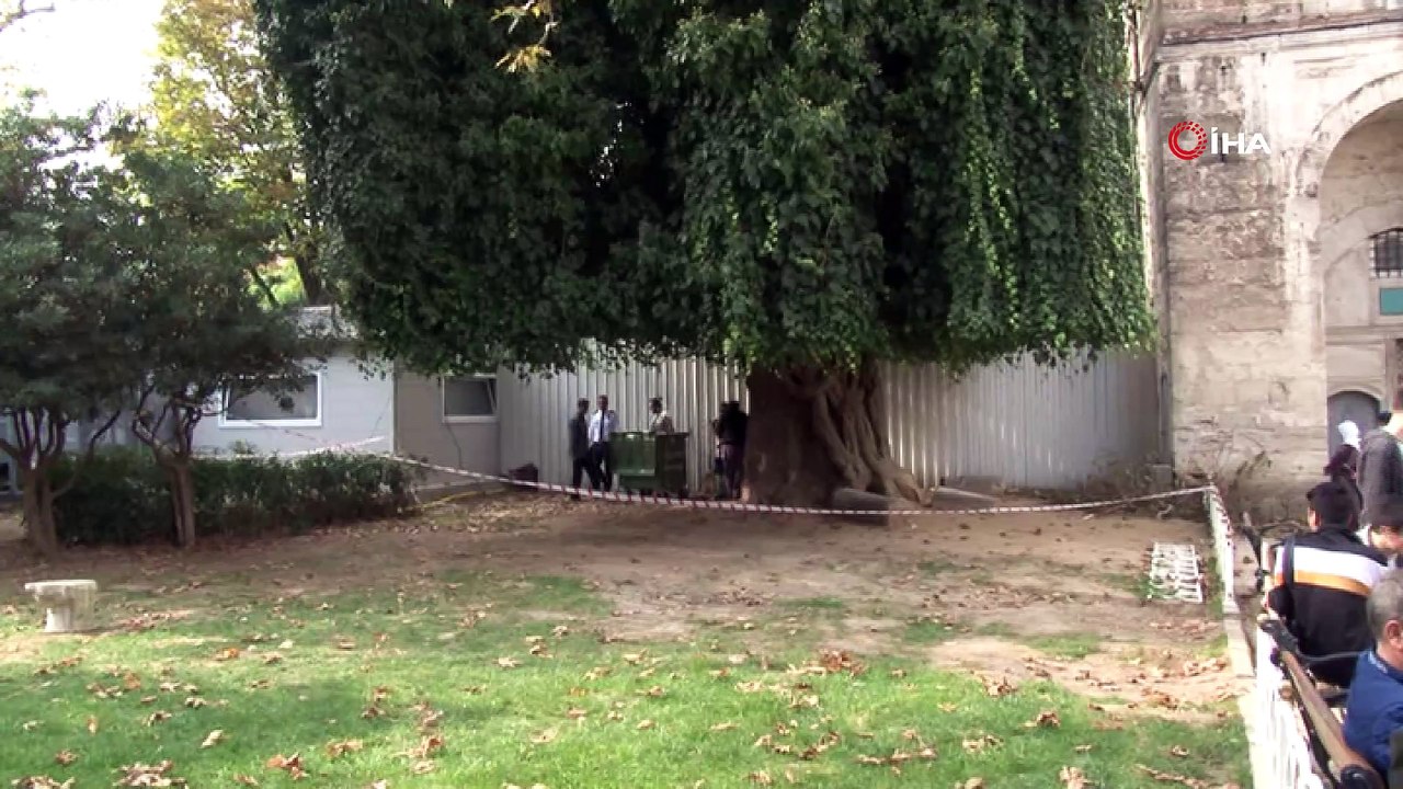 İntihar etmek için Sultanahmet Camii'ndeki ağaca çıktı, dal kırılınca böyle düştü