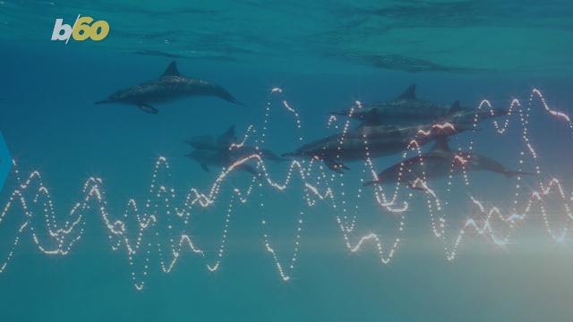 Dolphins Are Talking Less Because Humans Are Too Noisy