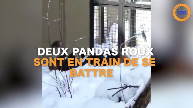 Deux pandas roux en train de se battre, trop mignon !