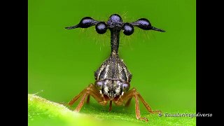 Cet insecte est magnifique : cicadelle Bocydium