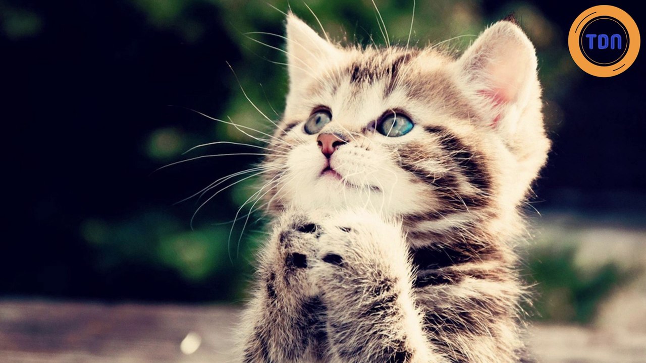 Une femme est diagnostiquée suite au comportement étrange de son chat !