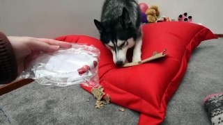 Husky Unboxes Gift From Subscriber!