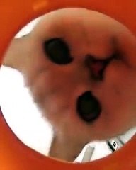 What do we have here- -paw paw paw- - aww