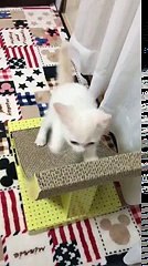 When you can’t stop your paws by yourself;) - aww