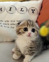 Probably the cutest kitten in the world - aww