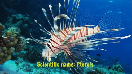 Lionfish (fish) Also called zebrafish, firefish, turkeyfish, tastyfish or butterfly-cod