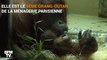 Naissance rare d'un orang-outan au Jardin des Plantes de Paris