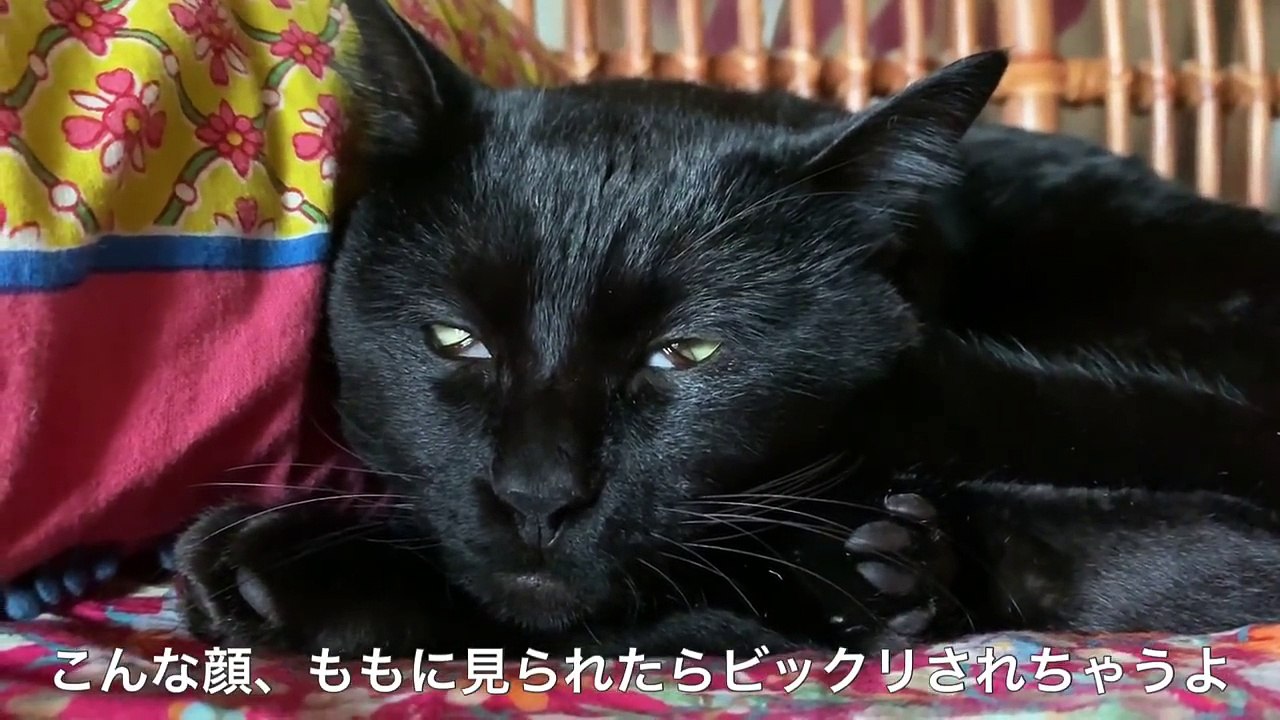 睡魔に戦いを挑んだ猫の結末