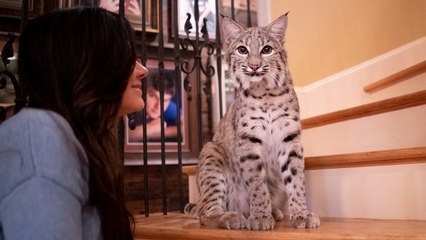 We Share Our Home With Two Bobcats | BEAST BUDDIES