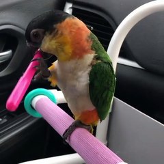 my birdy catches the pen and not giving to any one