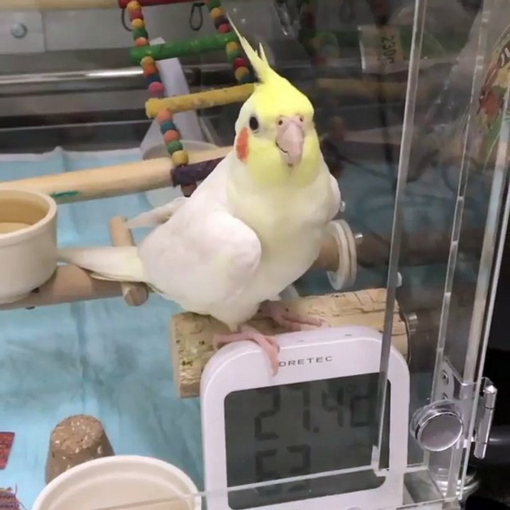 my rare birdy in his cage ready for some shoots